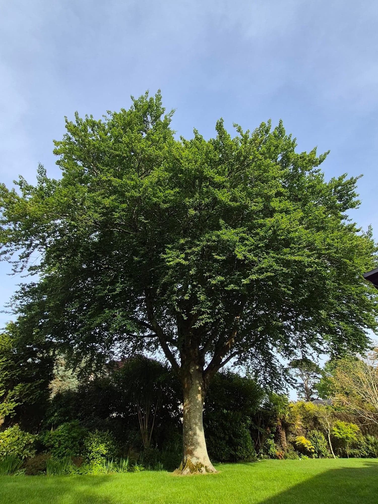 A broad European beech in full leaf on a lawn in Kenwyn, Truro, the summer before its two metre reduction