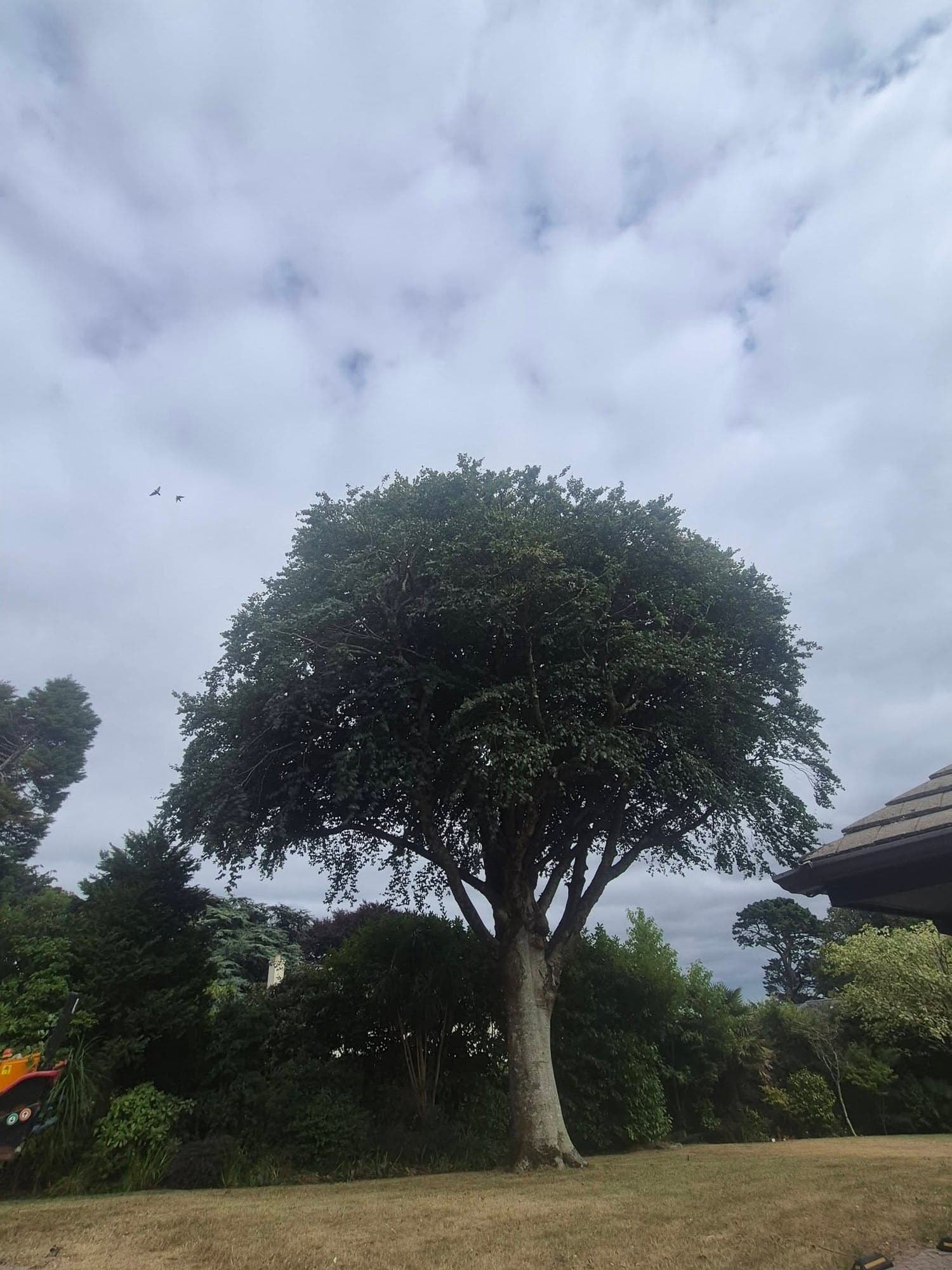 The same beech back in leaf the summer after its selective two metre reduction and crown lift, with a tidier outline and more light on the grass